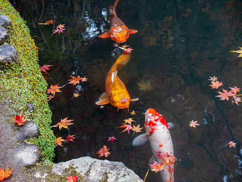 This is a horizontal, color photograph of vibrantly colored carp fish swimming in a traditional Japanese Koi Pond in Kyoto, Japan. Photographed with a Nikon D800 DSLR camera.