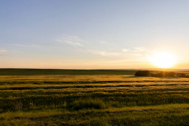 istock Sunset on an agricultural field in the summer 1419627377