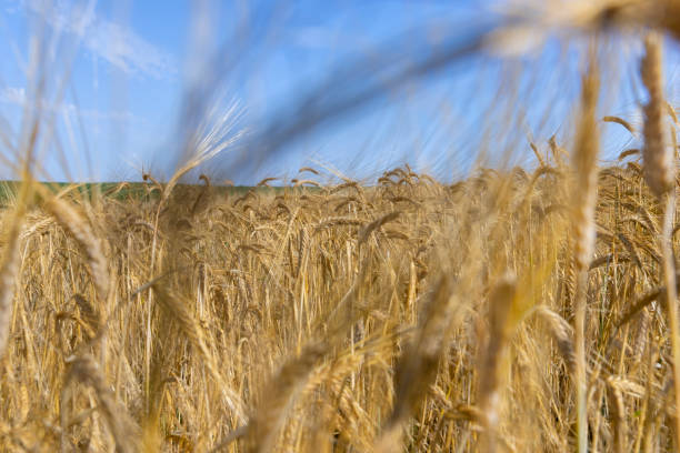 istock ripe wheat harvest in summer 1419627404
