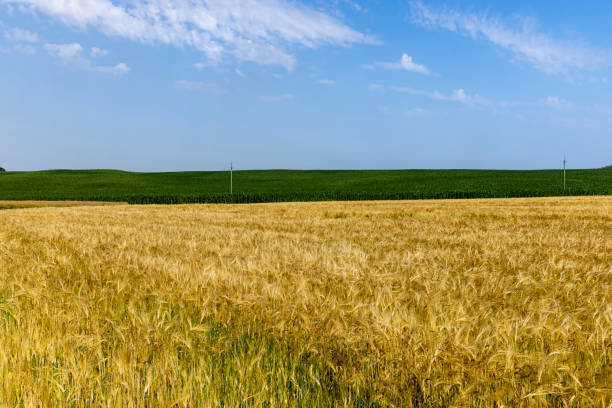 istock ripe wheat harvest in summer 1419627450