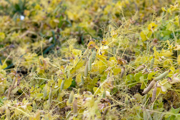 istock Yellowing pea pods in the field 1419627545