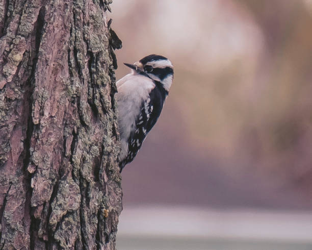 istock Wisconsin Bird Ladder-Backed Woodpecker 1419627695