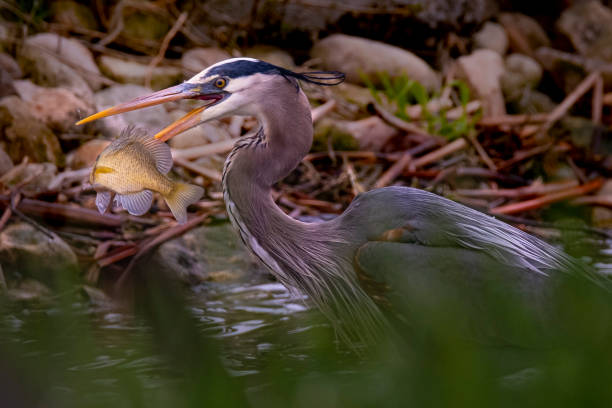 istock Great Blue Heron Eating A Bluegill 1419627873