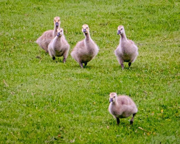 istock Wisconsin Birds Geese Goose Goslings 1419628094