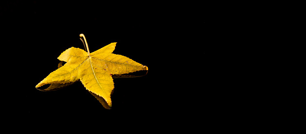 A  leaf of a sweetgum tree (liquidambar) in red, yellow and green on refleckting unterground and background in black