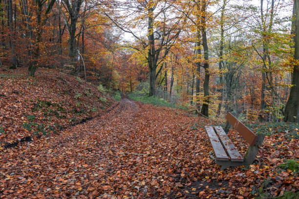 A bench and a path in an autumn forest scenery
