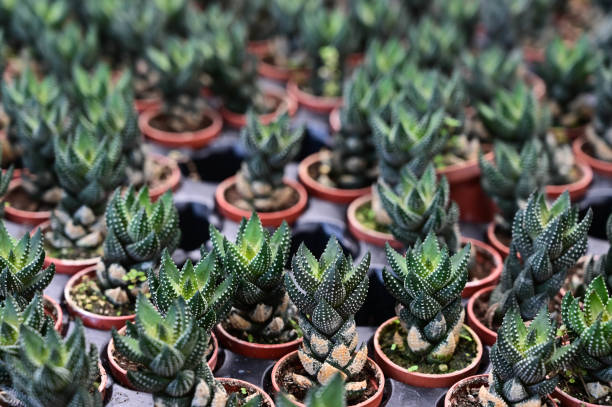 istock Haworthia succulent plants close up. 1419631603