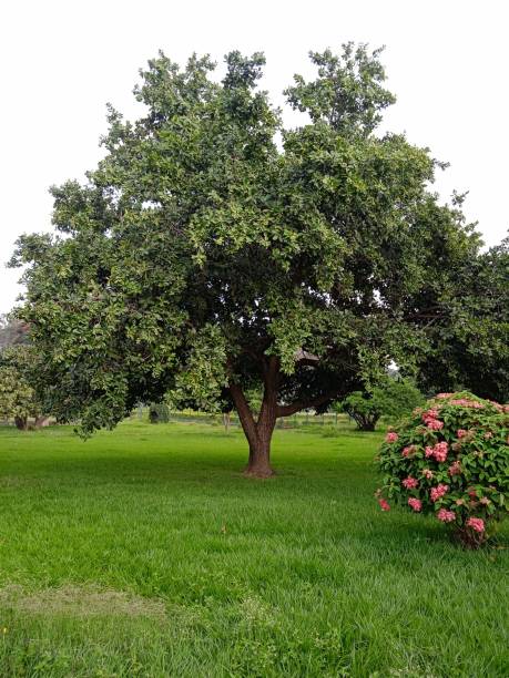 istock Green garden, beautiful tree, scenic nature, green backdrop 1419633436