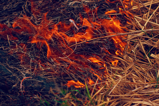 Dry grass burning in summer from heat