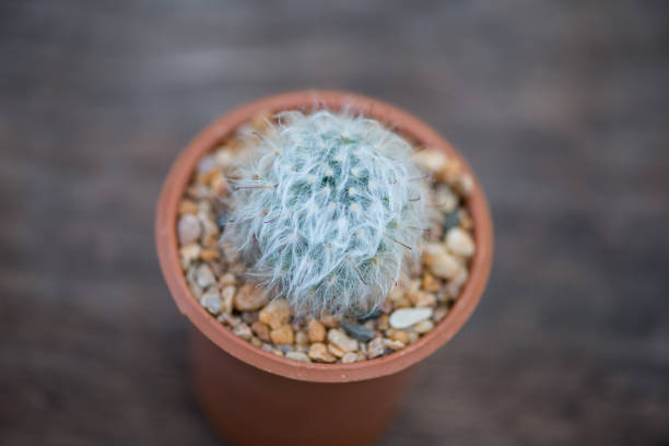 istock Mammillaria Bocasana in flower pot 1419633689