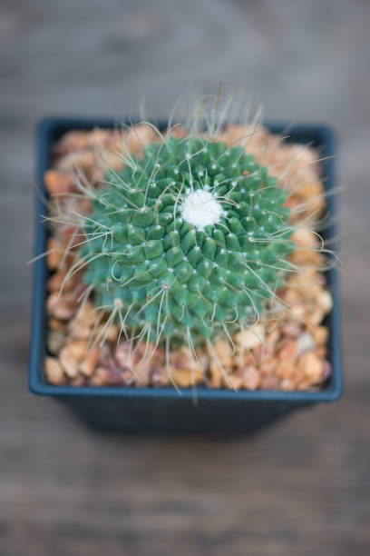 istock Mammillaria sp.cactus in black flower pot 1419635111