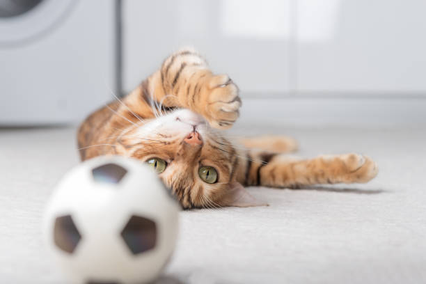 istock Bengal cat plays with a ball on the floor. 1419635685