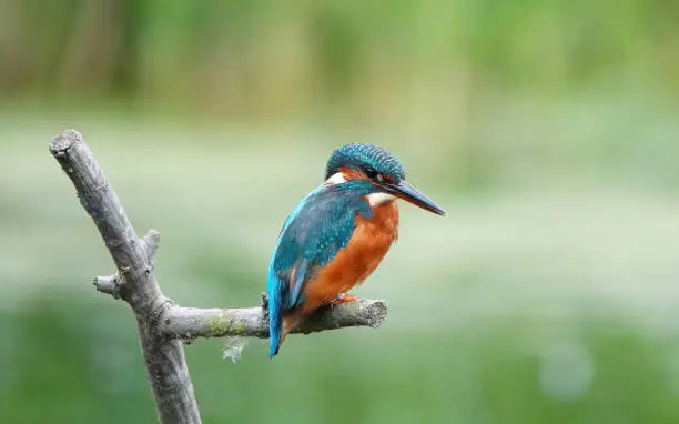 A kingfisher on a wooden perch against a blurry green background.