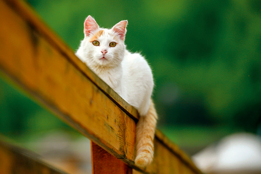 Ginger white cat sits on a wooden pole, cat is looking in the camera
