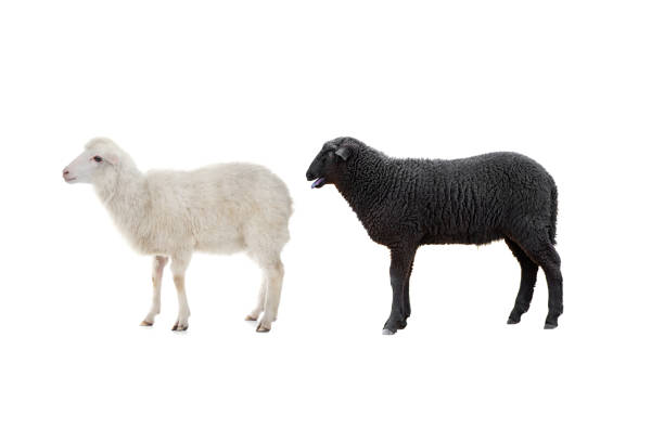istock black and white sheep isolated on white background 1419636138