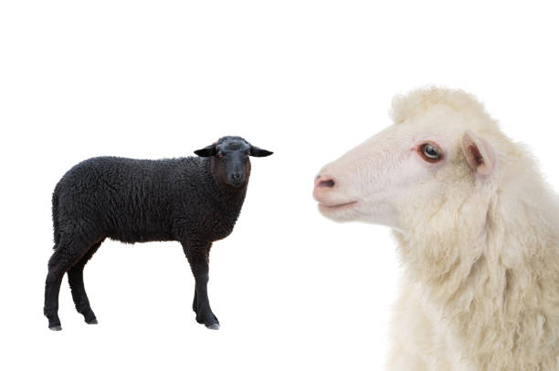 istock black and white sheep isolated on white background 1419636139