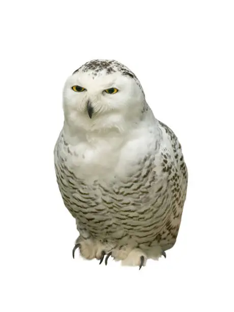 snowy owl (Nyctea scandiaca) isolated on a white background