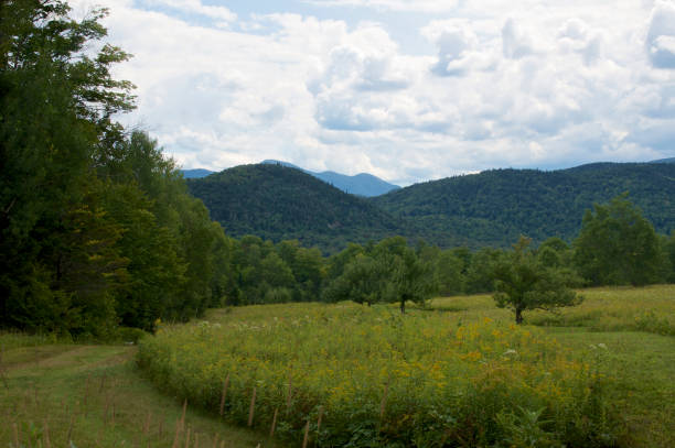 A beautiful meadow overgrown with wildflowers beside a path running along the edge of the forest with the Adirondacks Mountain range in the background under a cloud filled sky, with copy space.