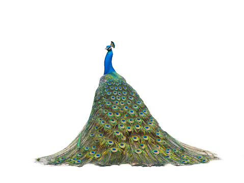 Grandioso pavo real de colores azules y verdes turquesas bailándonos en un primer plano