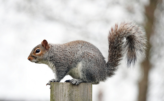 A grey squirrel perched on a wooden post on a cold day.