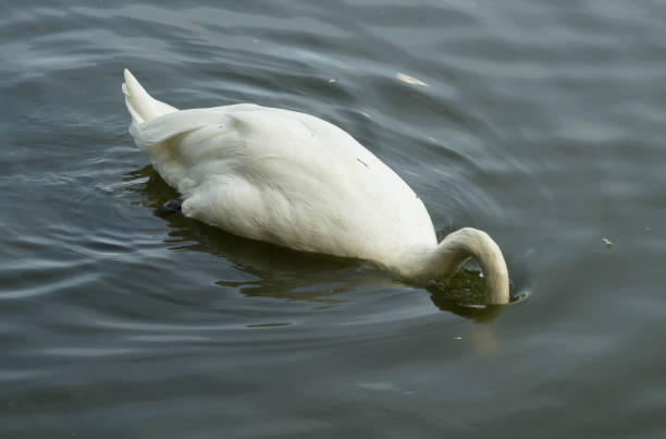 istock A beautiful white swan is looking for something in the pond water 1419641220