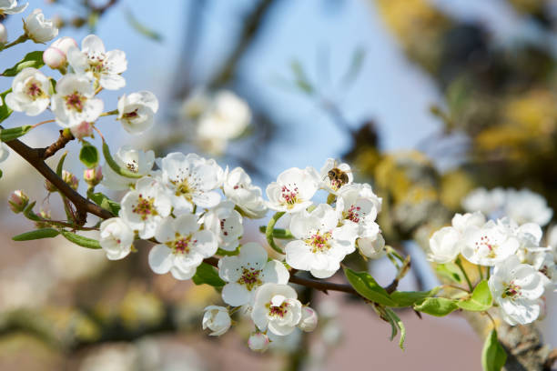 istock A bee collecting pollen from white flowers 1419641869