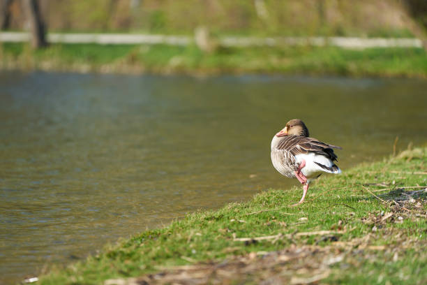 Wild goose standing in the water