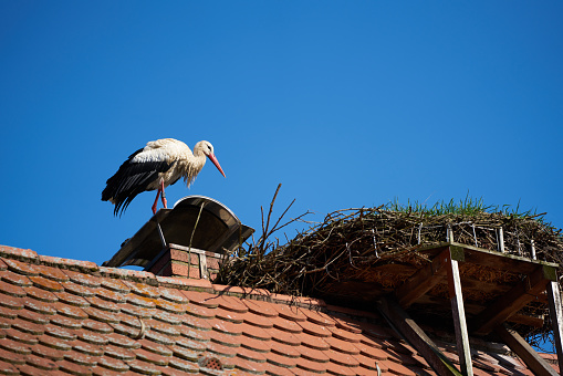 A white stork in the nest