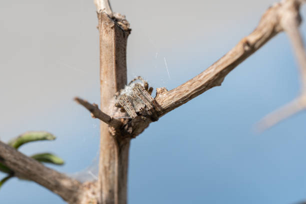 Close-up of a spider