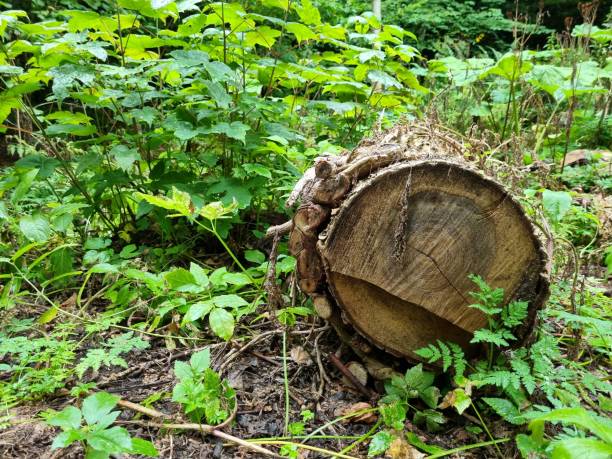 istock A branch on the floor in the forest 1419643022