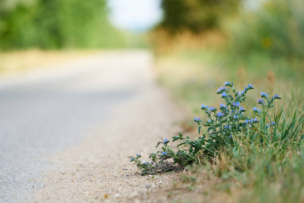 Blue flowers on the roadside