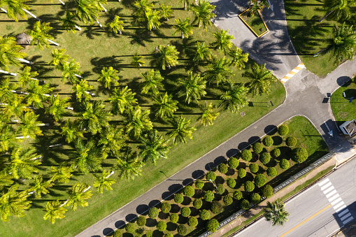 Coconut palm tree park with road. Aerial top view. Nobody