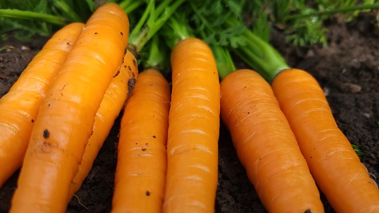Littler finger carrots on the ground