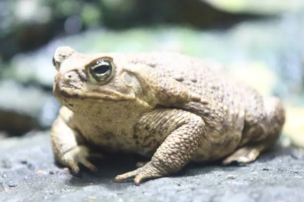 The cane toad (Rhinella marina), also known as the giant neotropical toad or marine toad, is a large, terrestrial true toad native to South and mainland Central America,