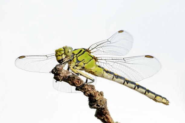 istock Dragonfly female green snaketail (Ophiogomphus cecilia) 1419649911
