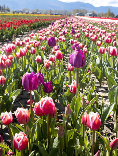 istock Pink and Purple Tulips Field 1419650374