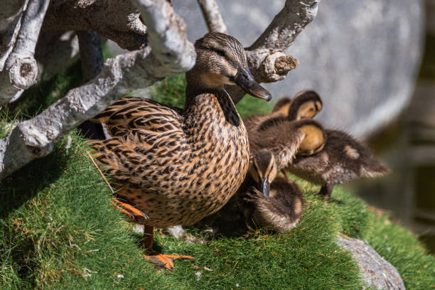 istock Family of ducks taking sun bath 1419651244
