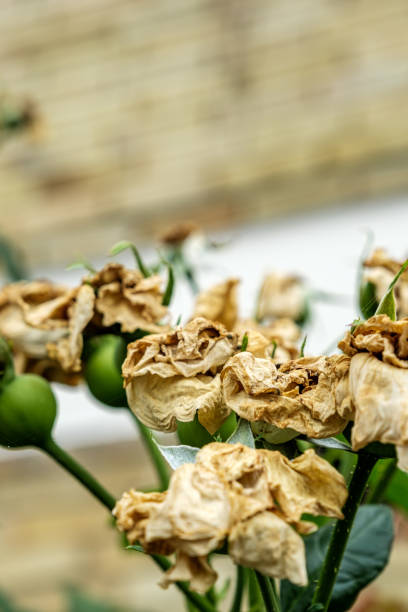 istock Dead Rose Flowers With Seed Pods 1419651480