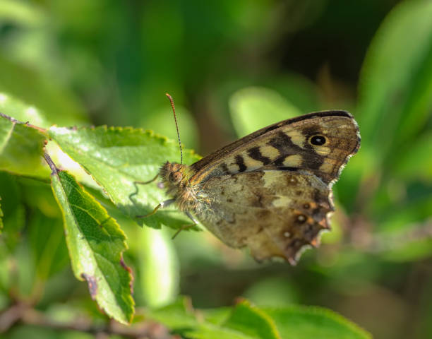 istock Speckled Wood Butterfly 1419653652
