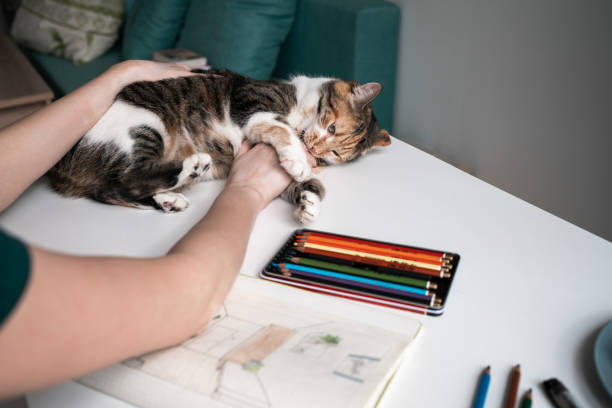 Adorable tabby cat lying on table with note and pencils. Women hands petting cat.