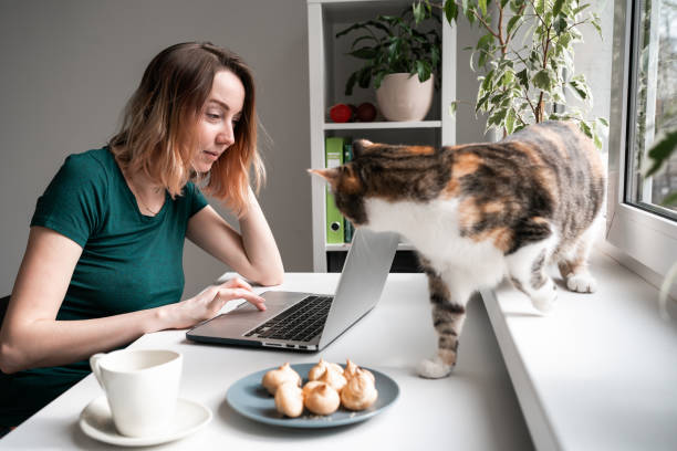 istock Young woman sitting by the window with laptop. Cat walking on table. 1419655430