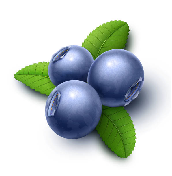 緑の葉のブルーベリー - blueberry white background blue heap点のイラスト素材／クリップアート素材／マンガ素材／アイコン素材
