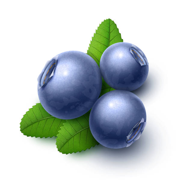 녹색 잎을 곁들인 블루베리 - white background food nature macro stock illustrations
