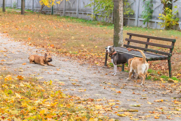 amstaff, französische bulldogge und labrador retriever spielen im herbstpark - 7676 stock-fotos und bilder