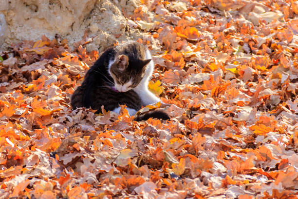 istock Cat on fallen autumn leaves in the park 1419659224