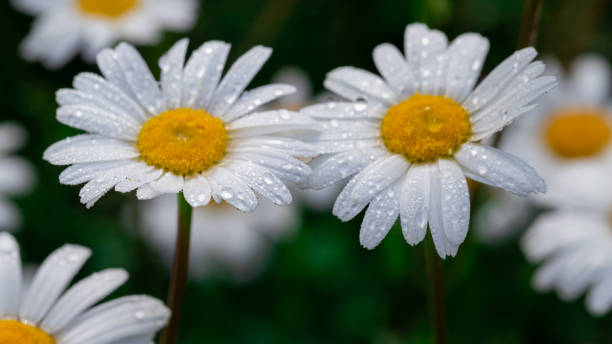 istock Chamomile with early dew in meadow. 1419659369