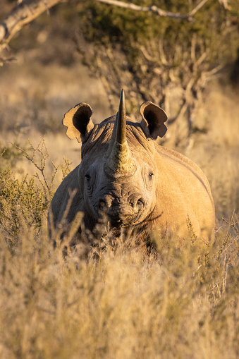 Lone rhino standing on a open area looking for safety from poachers