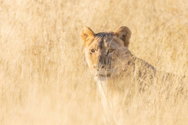 istock Female Lion in the tall grass 1419659570