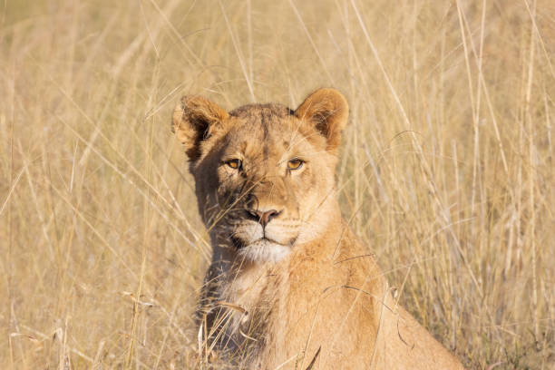 istock Female Lion in the tall grass 1419659581