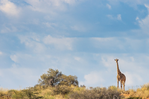 Giraffe stood on top and a sand dune, wildlife photography whilst on safari in the Tswalu Kalahari Reserve in South Africa